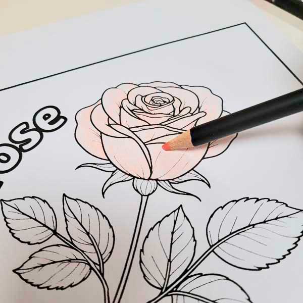 Color the Whole Rose with the Lightest Color