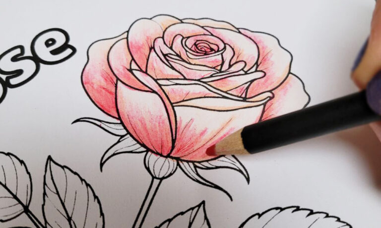 How To Color A Rose With Colored Pencils