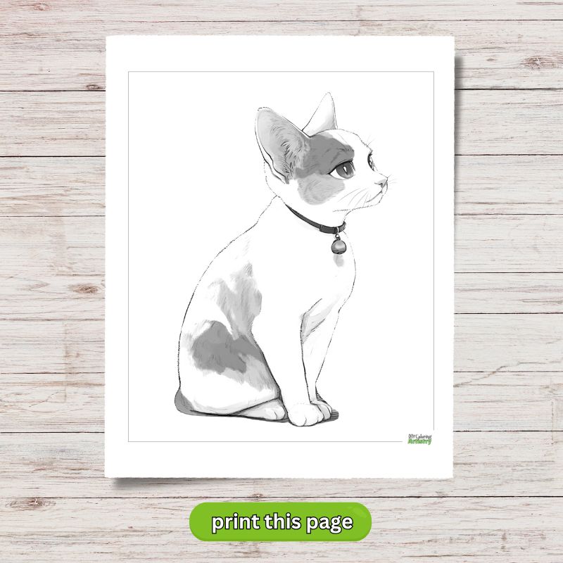 cute sitting kitten