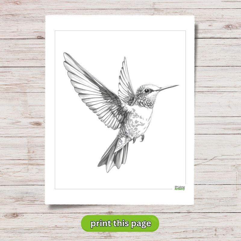 hummingbird coloring sheet