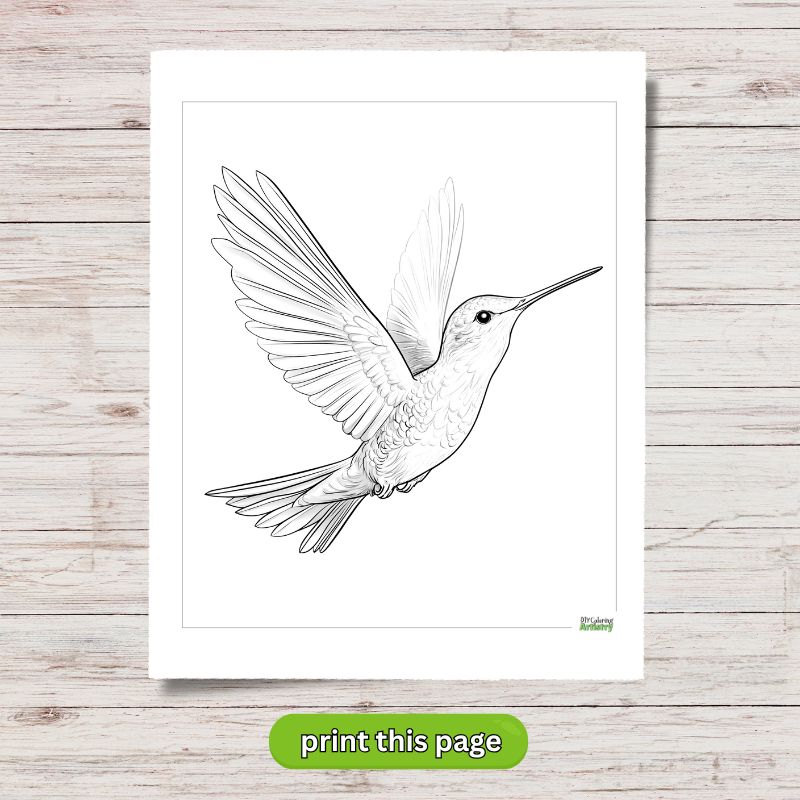 Hummingbird Printable for beginners