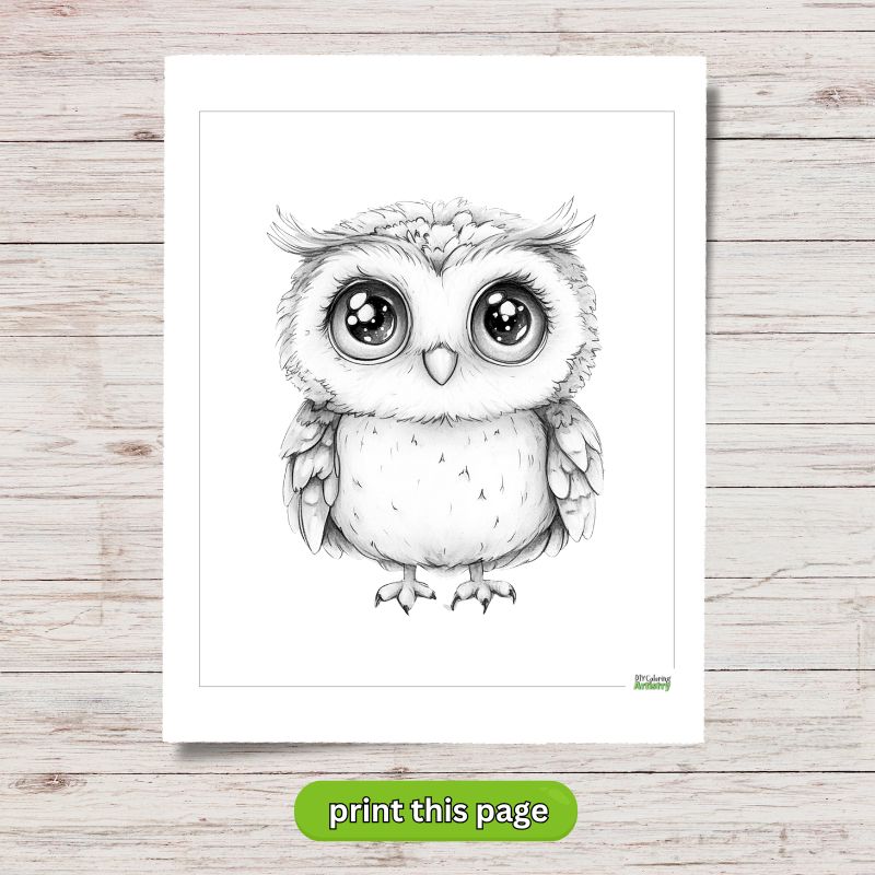 Cute owl picture