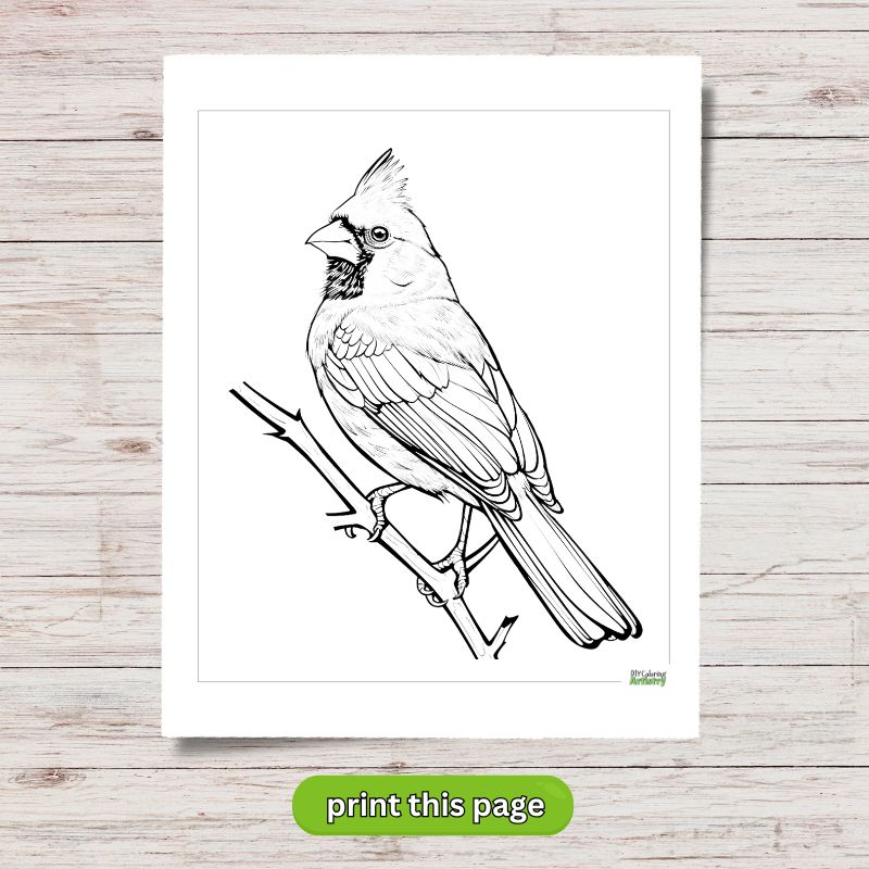 simple red cardinal coloring printable