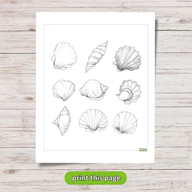 summer coloring page shells