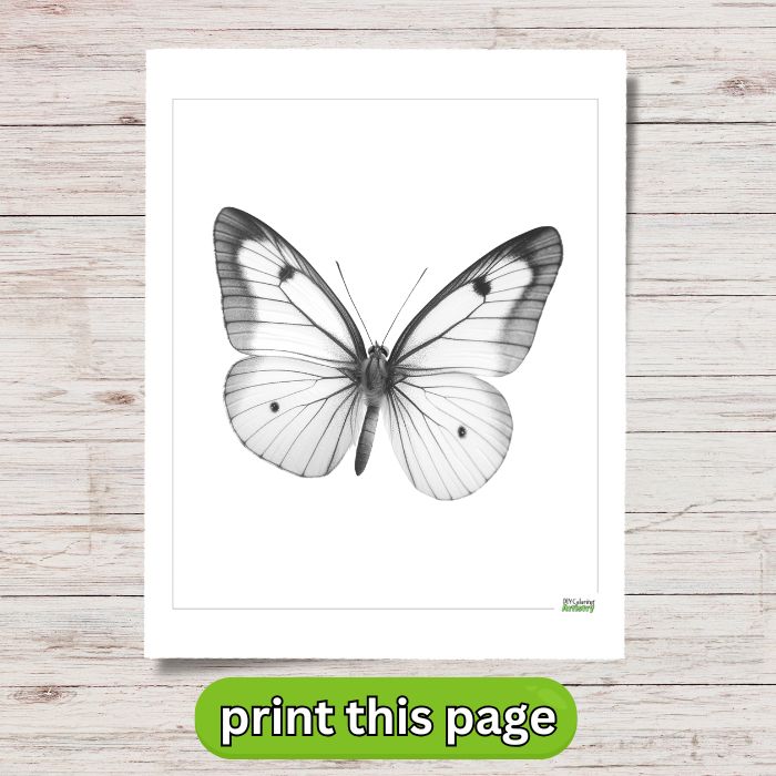 July Butterfly Coloring Sheet