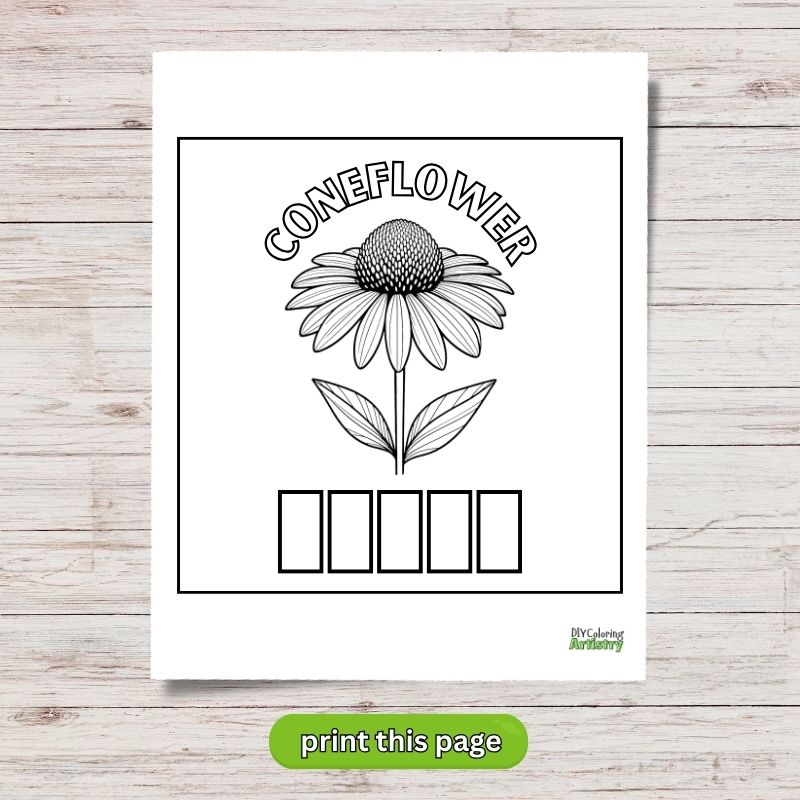free july coloring page coneflower